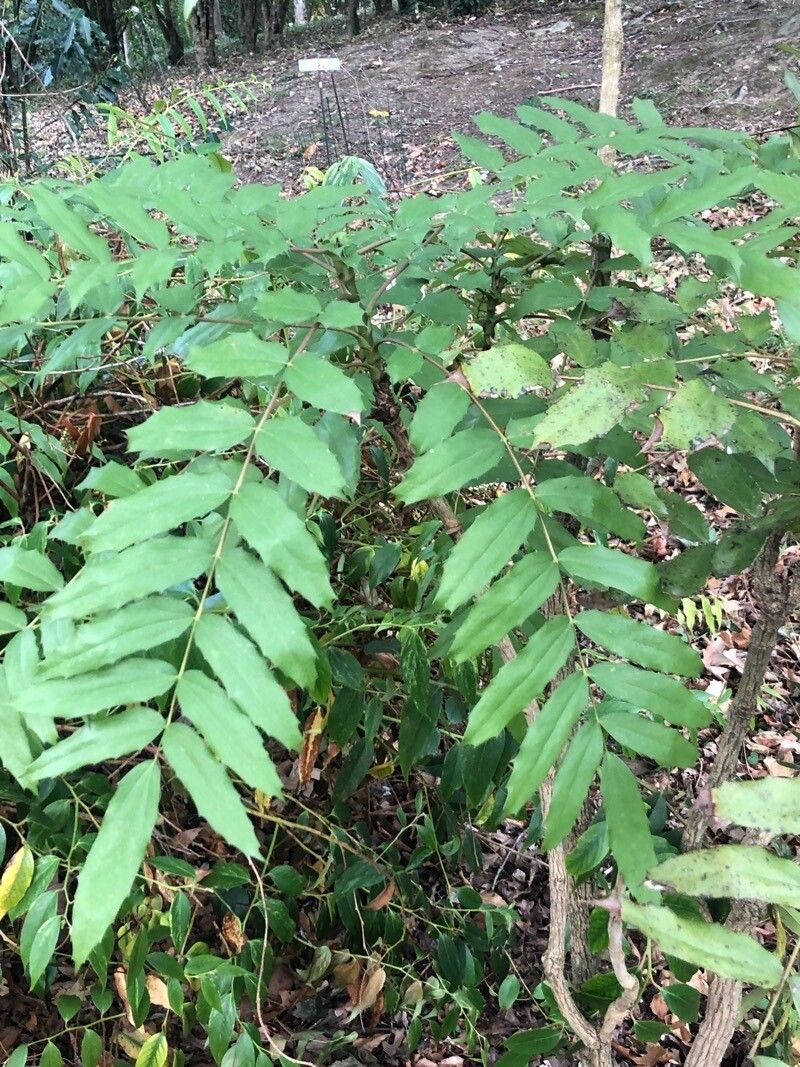 Berberis napaulensis leaf