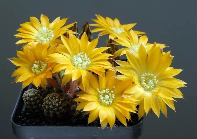 Aylostera pygmaea habit