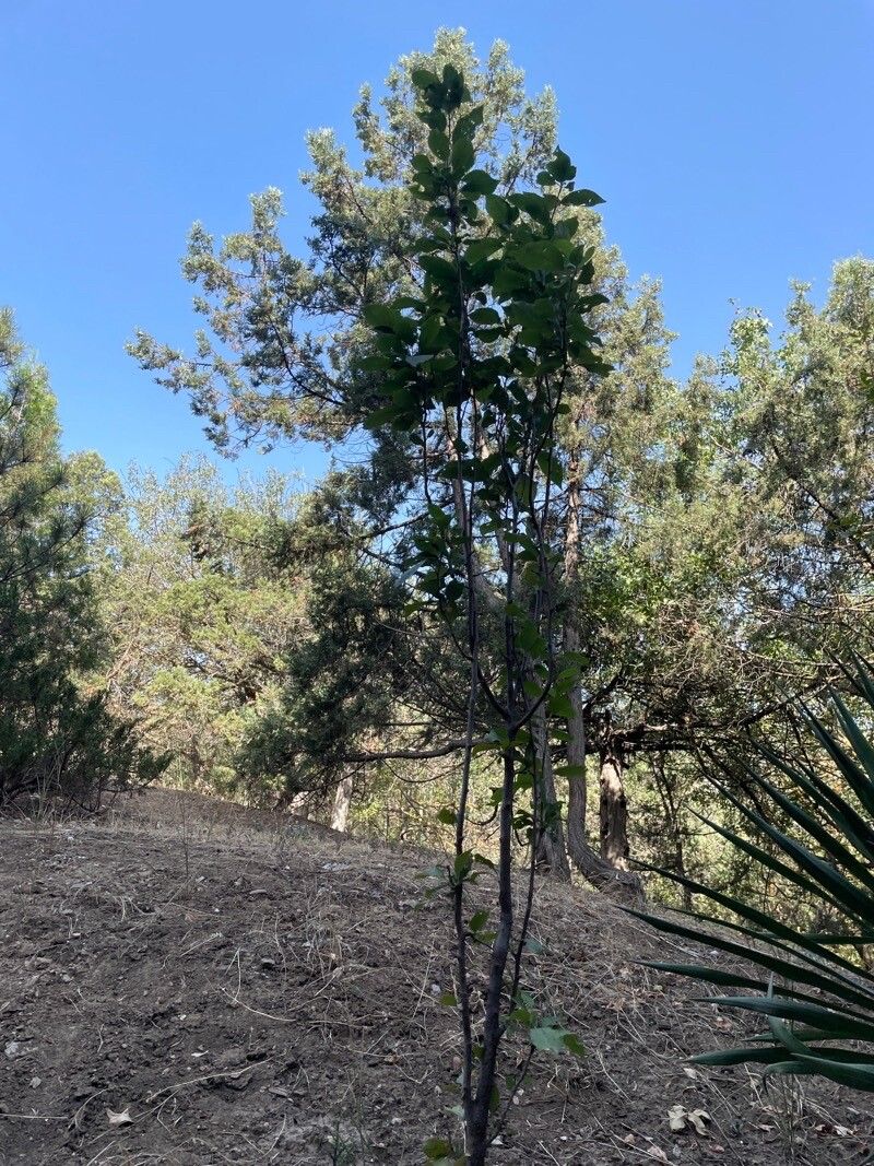 Rosa × andegavensis leaf