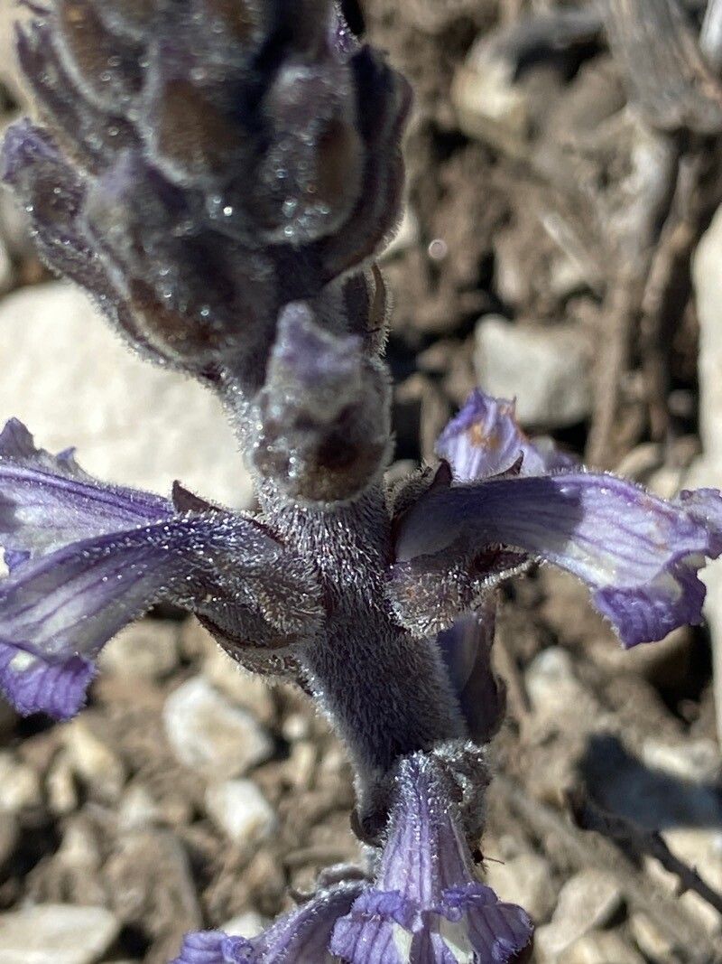 Orobanche rosmarina bark