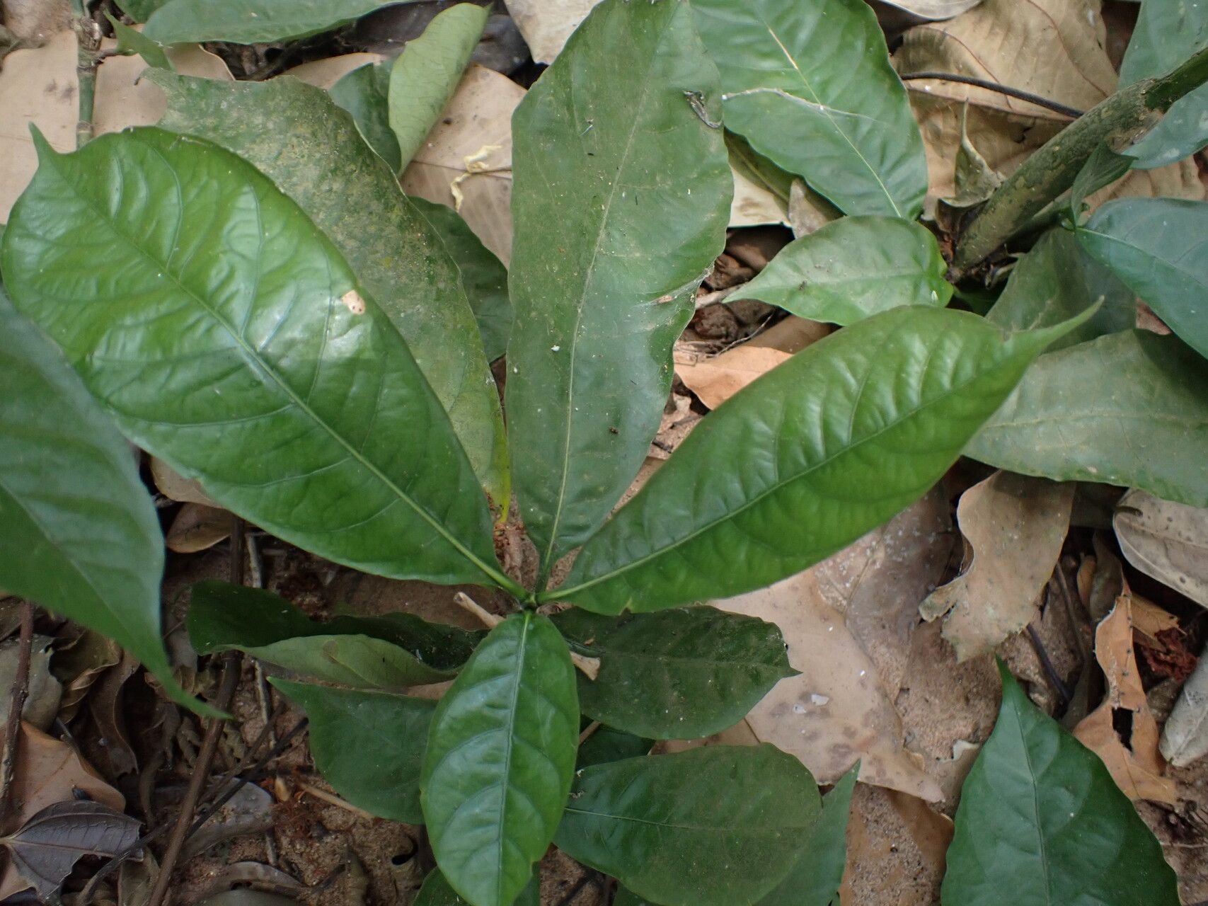 Gardenia leopoldiana leaf
