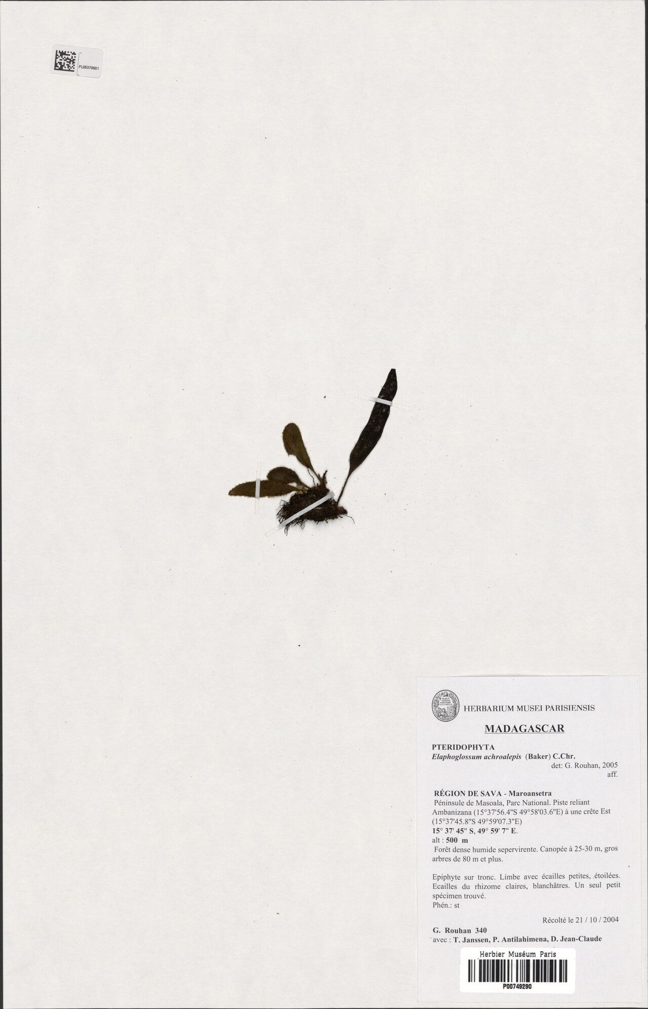 Elaphoglossum achroalepis — related species from the same genus