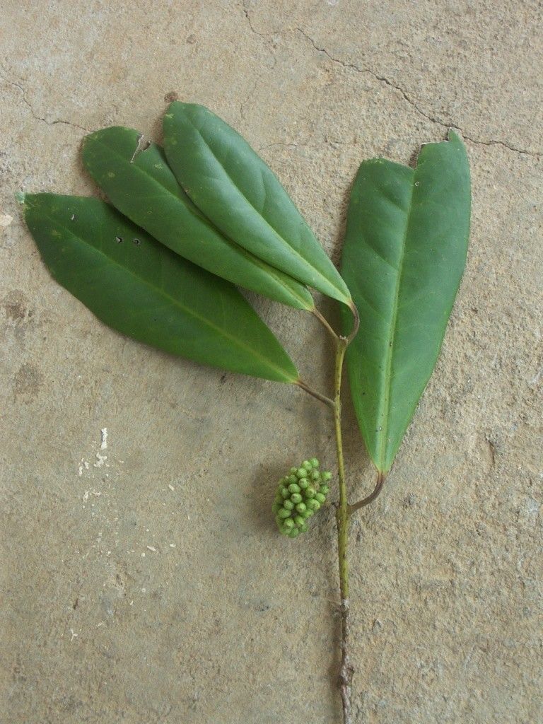 Hedycarya baudouinii habit