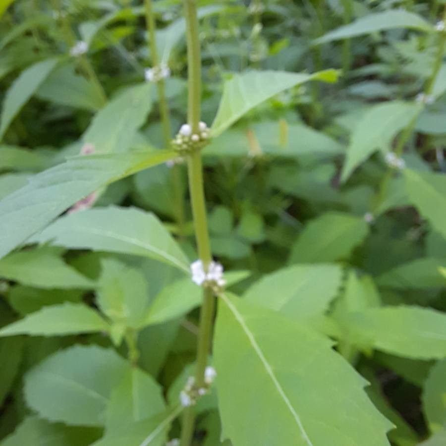 Lycopus uniflorus flower