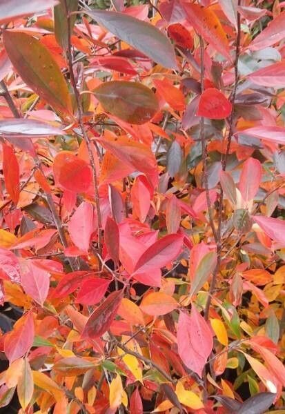 Aronia × prunifolia