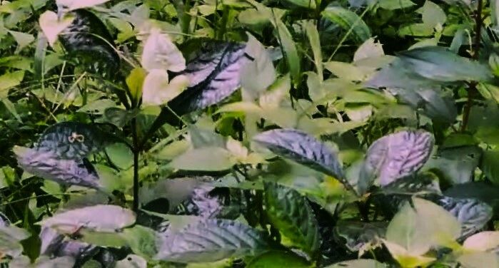 Strobilanthes scabra leaf