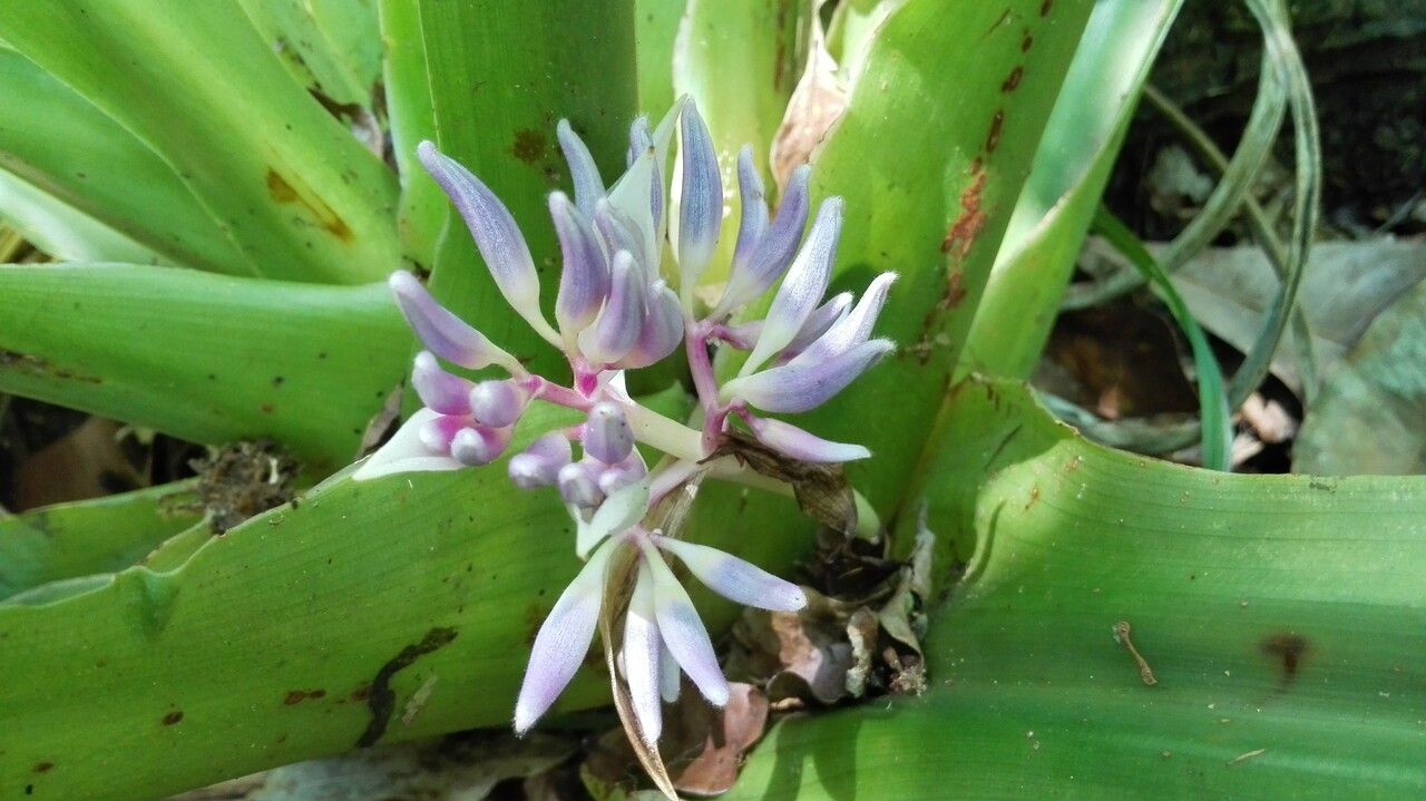 Cochliostema odoratissimum flower