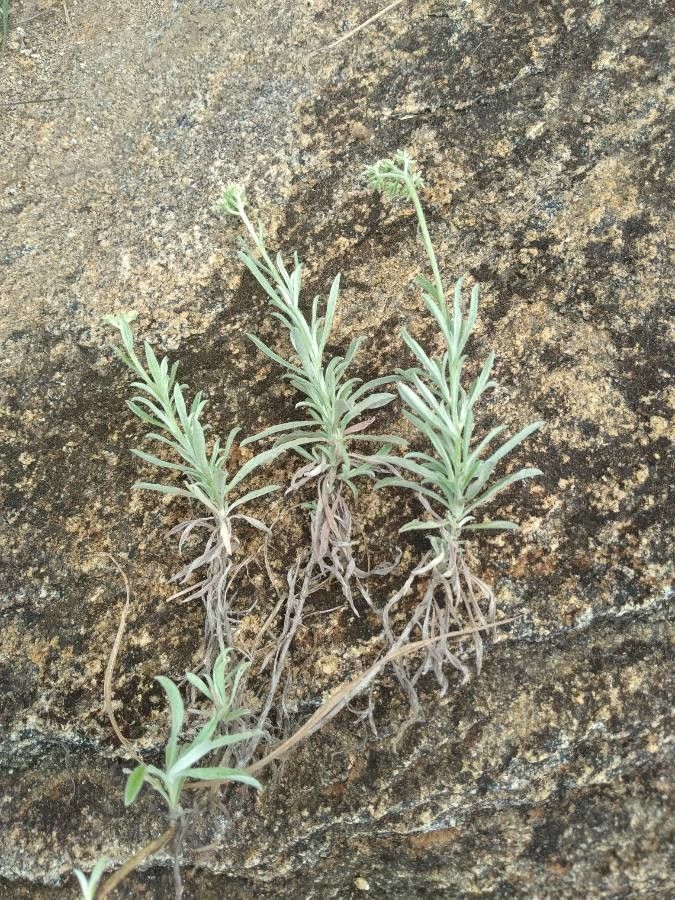 Helichrysum glumaceum — search result for 'Helichrysum'