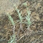 Helichrysum glumaceum