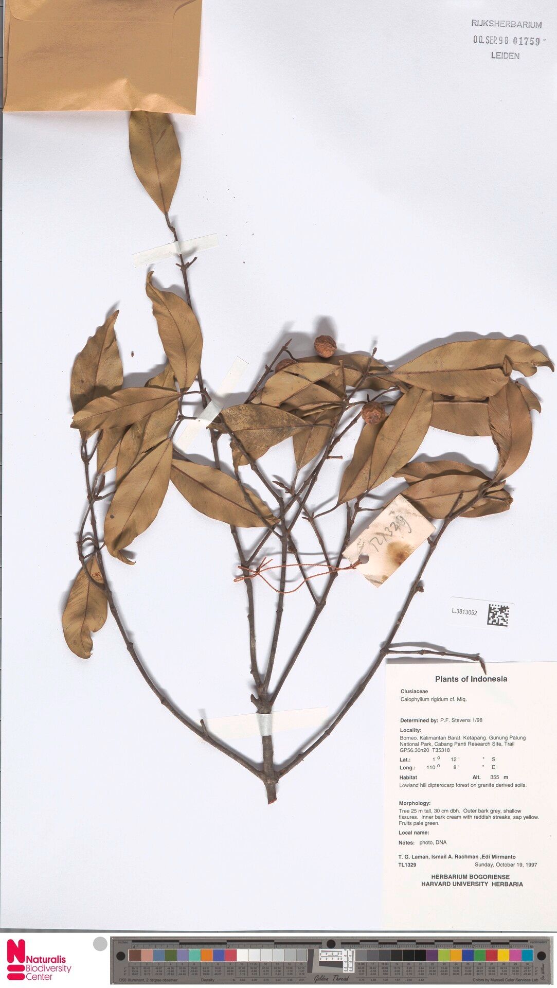 Calophyllum rigidum — search result for 'Calophyllum'