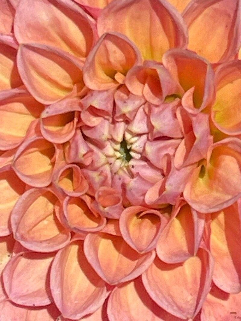 Dahlia × cultorum flower