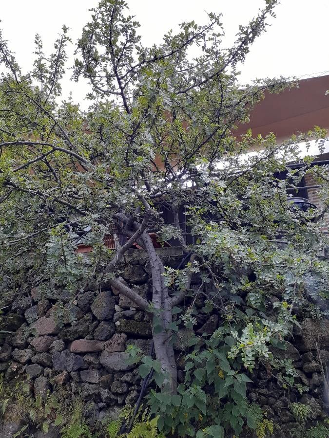Bursera glabrifolia habit