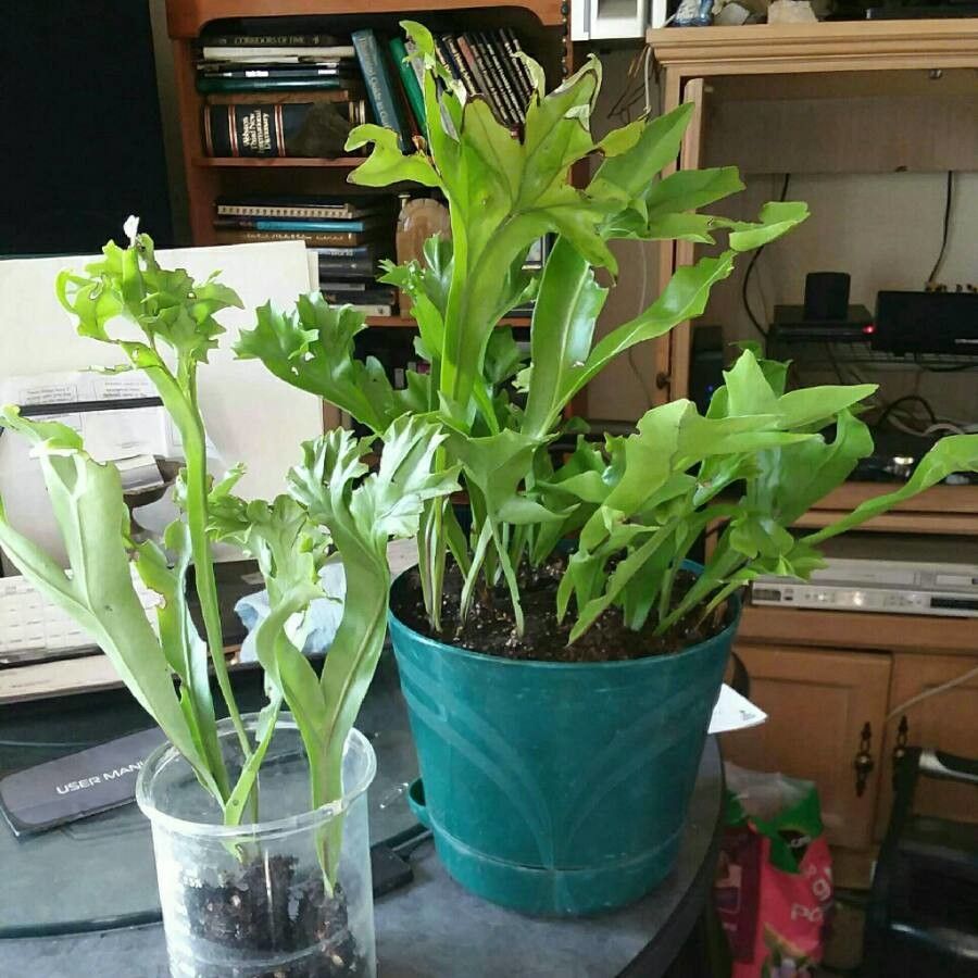 Microsorum punctatum bark