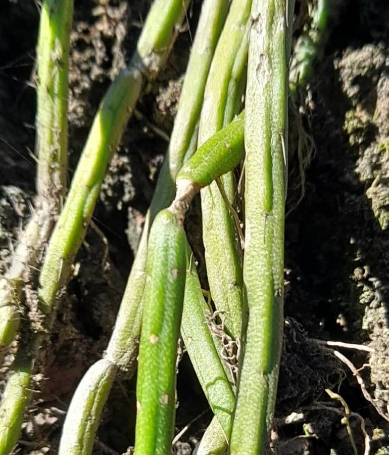 Lepismium lumbricoides leaf