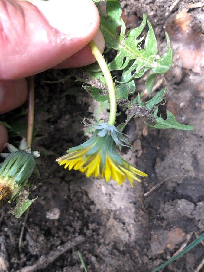 Taraxacum hispanicum flower