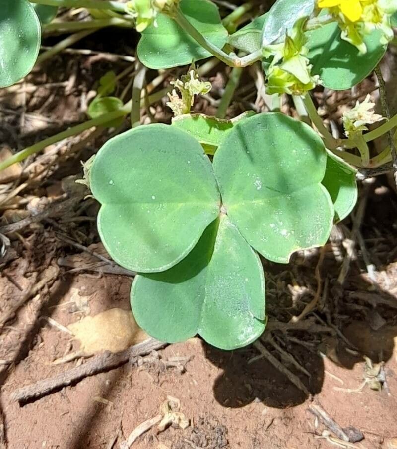 Oxalis pachyrrhiza — houseplant care guide