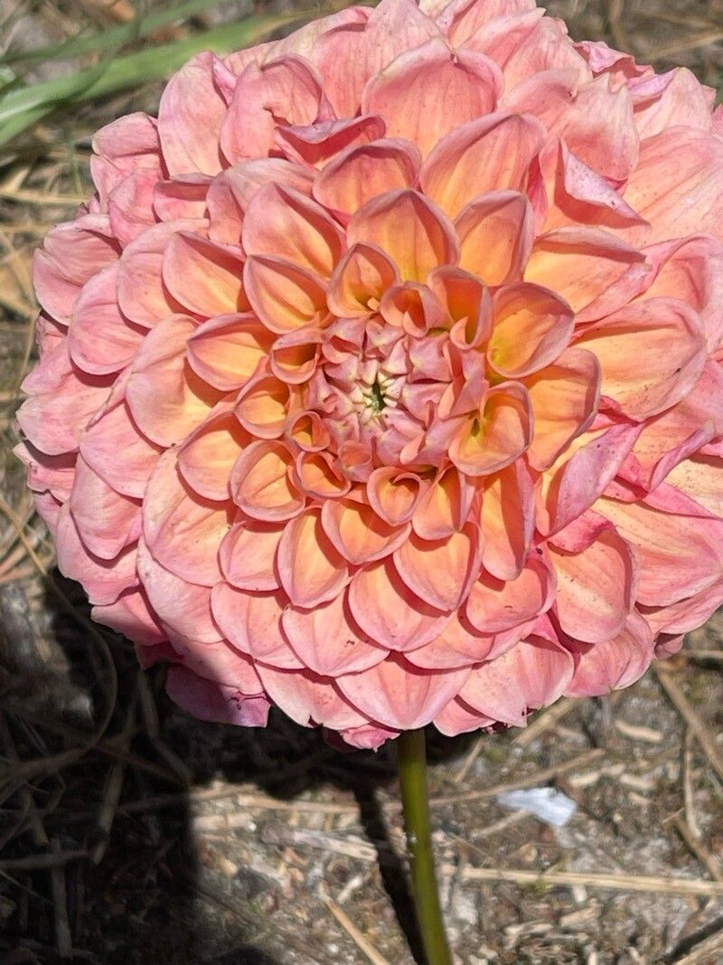 Dahlia × cultorum flower