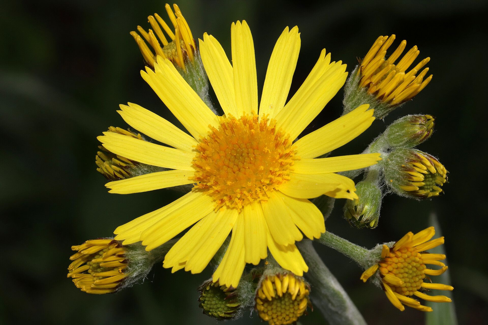 Tephroseris balbisiana flower
