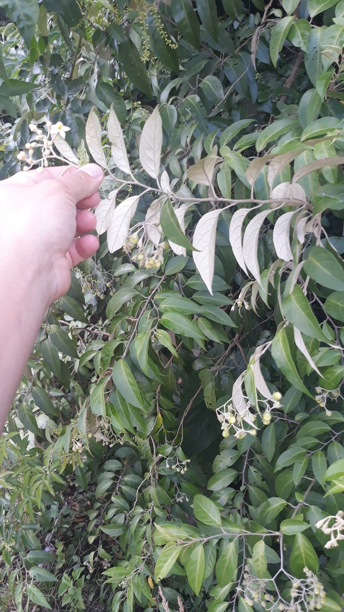 Solanum sanctae-catharinae — houseplant care guide