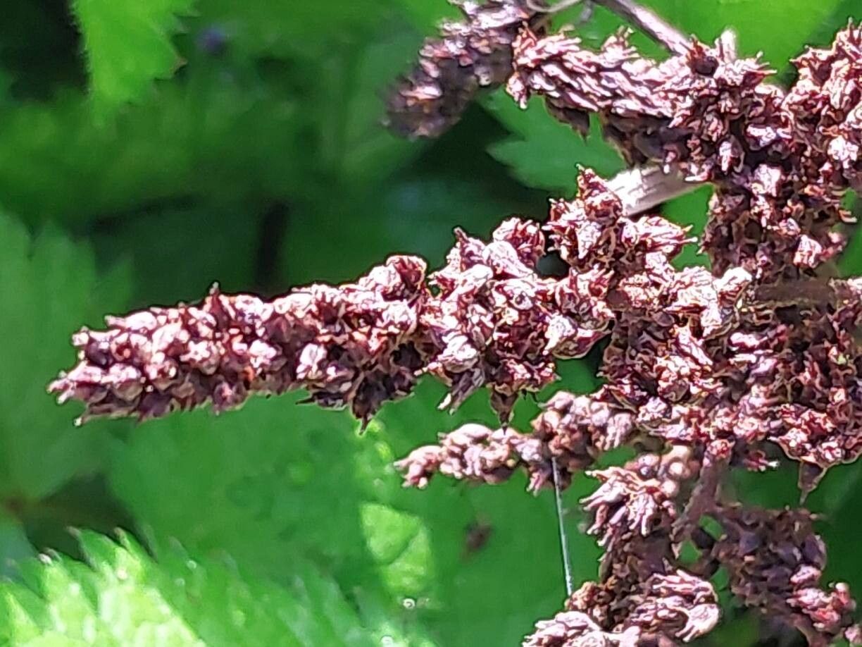 Astilbe macroflora fruit