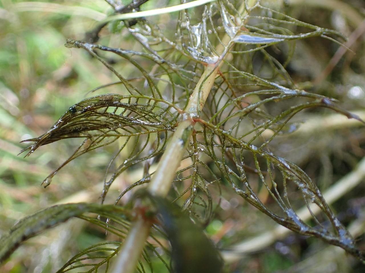 Myriophyllum spicatum fruit