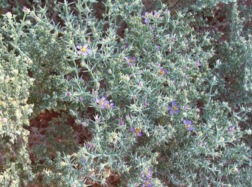 Fagonia arabica flower