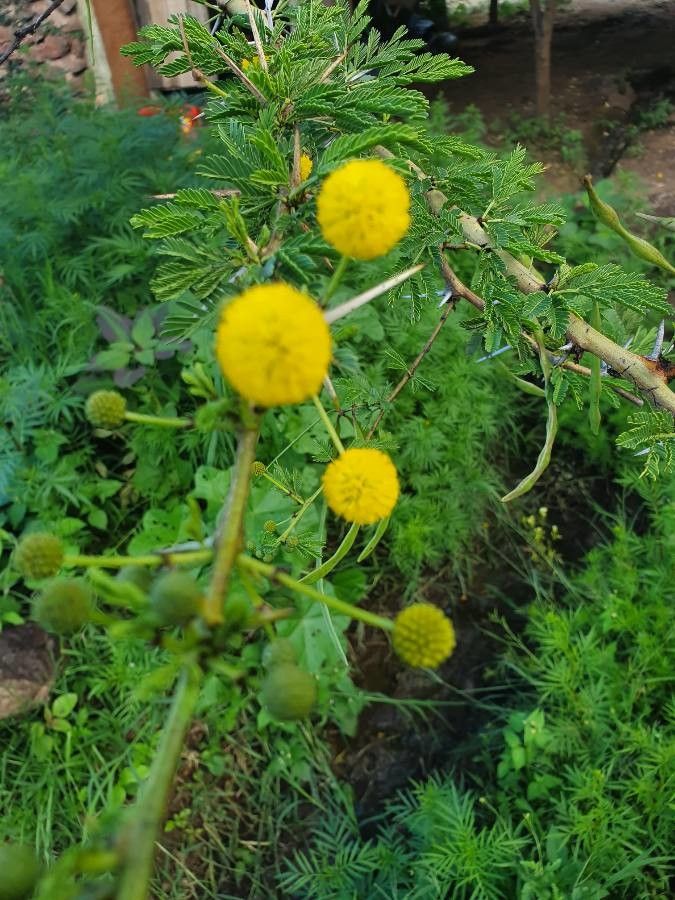 Acacia seyal flower