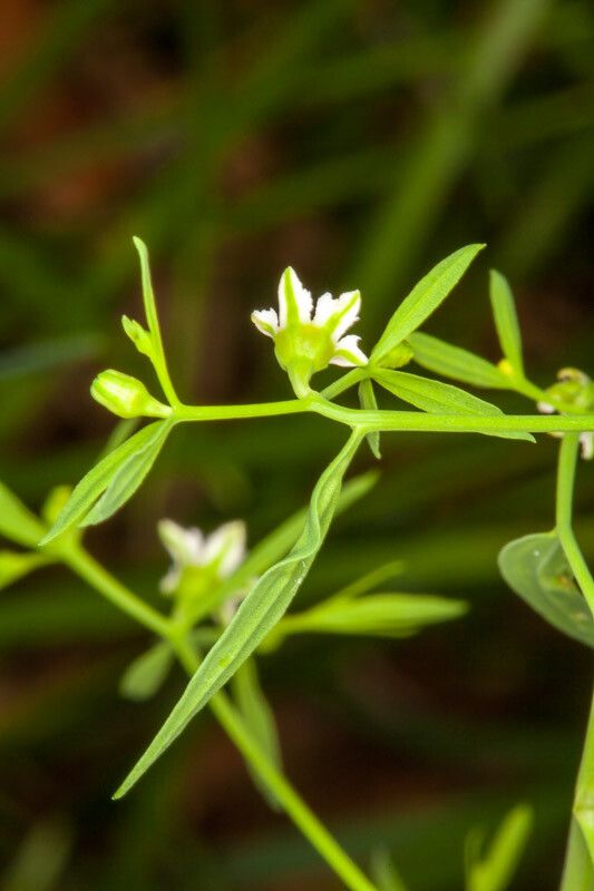 Thesium linophyllon bark