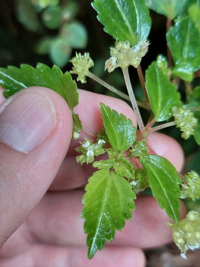 Pilea auriculata flower