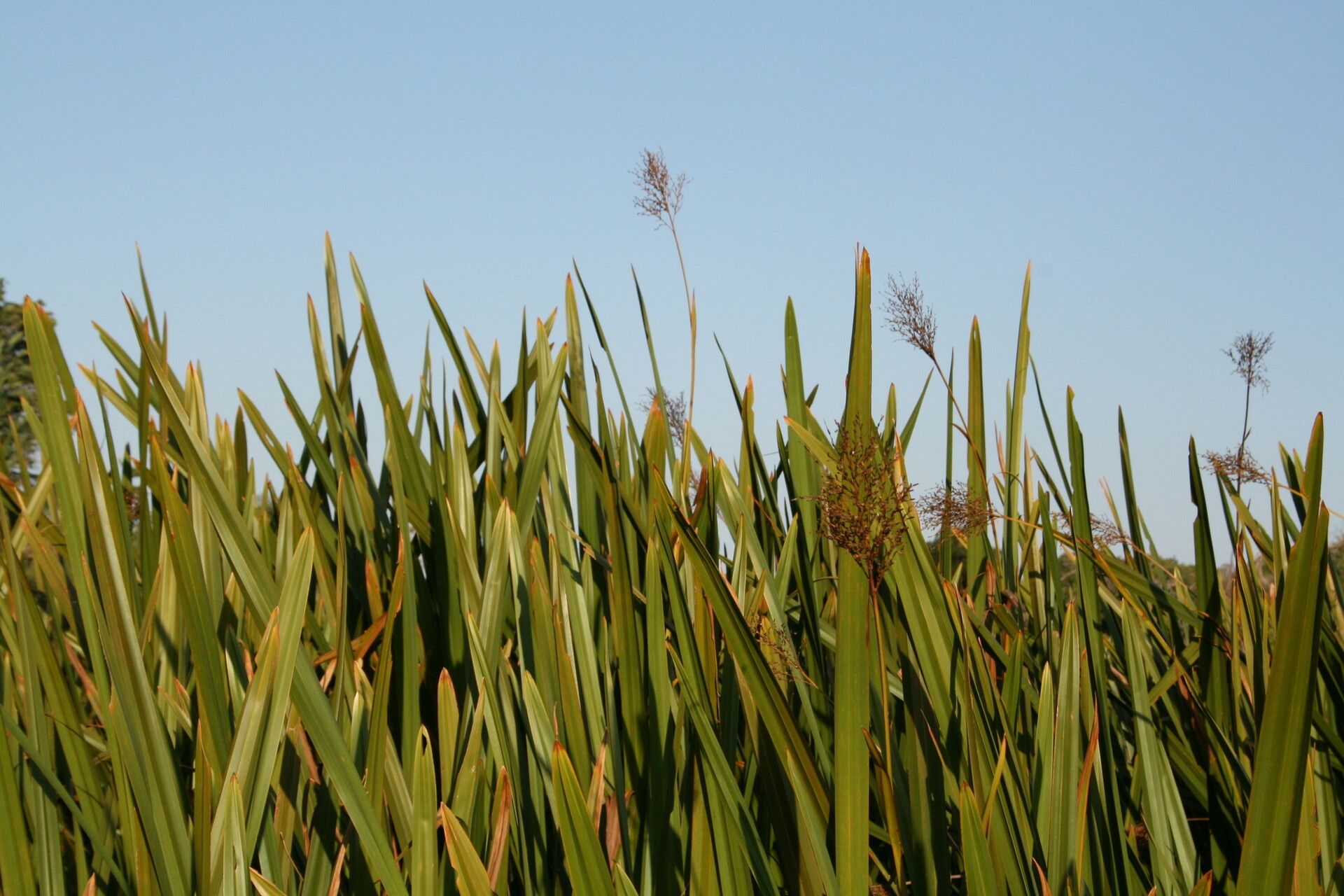 Scleria poiformis — houseplant care guide