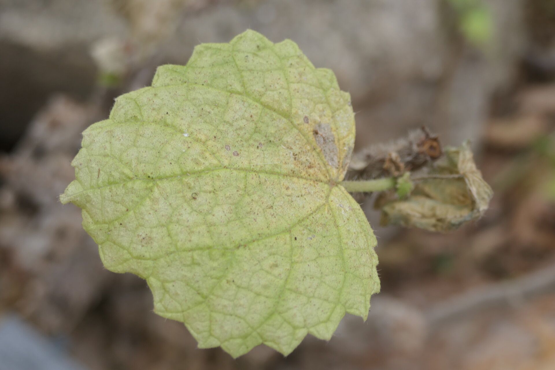Obetia carruthersiana — related species from the same genus