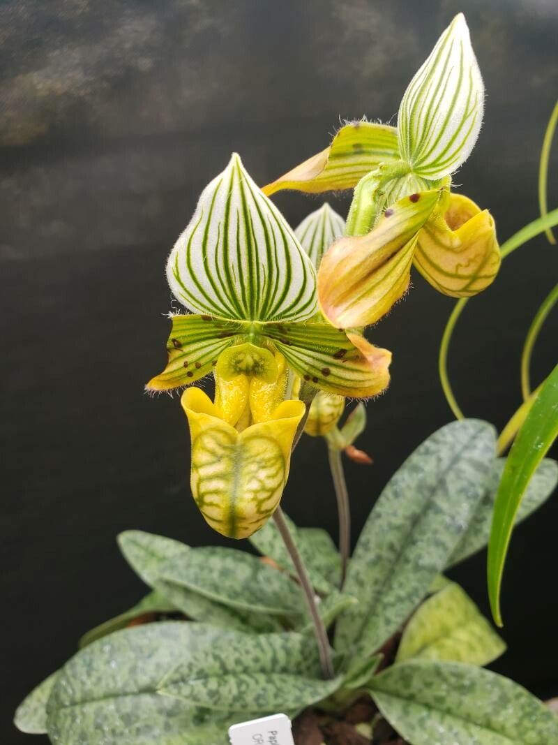 Paphiopedilum venustum flower