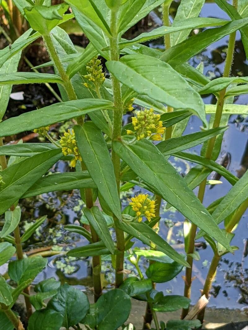 Lysimachia thyrsiflora leaf