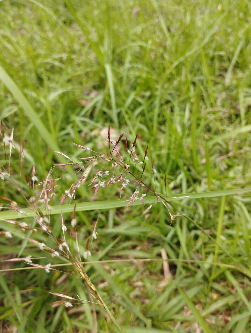Chrysopogon aciculatus flower