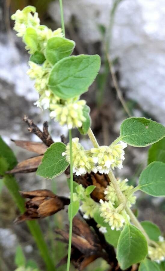 Minthostachys verticillata flower