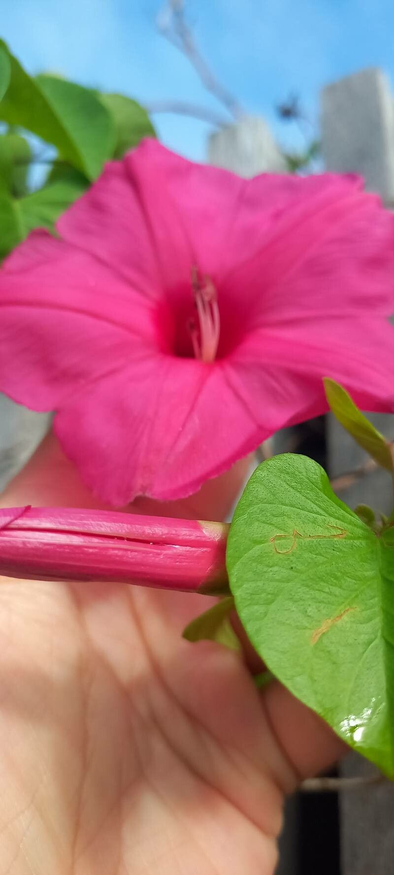 Ipomoea inopinata — houseplant care guide