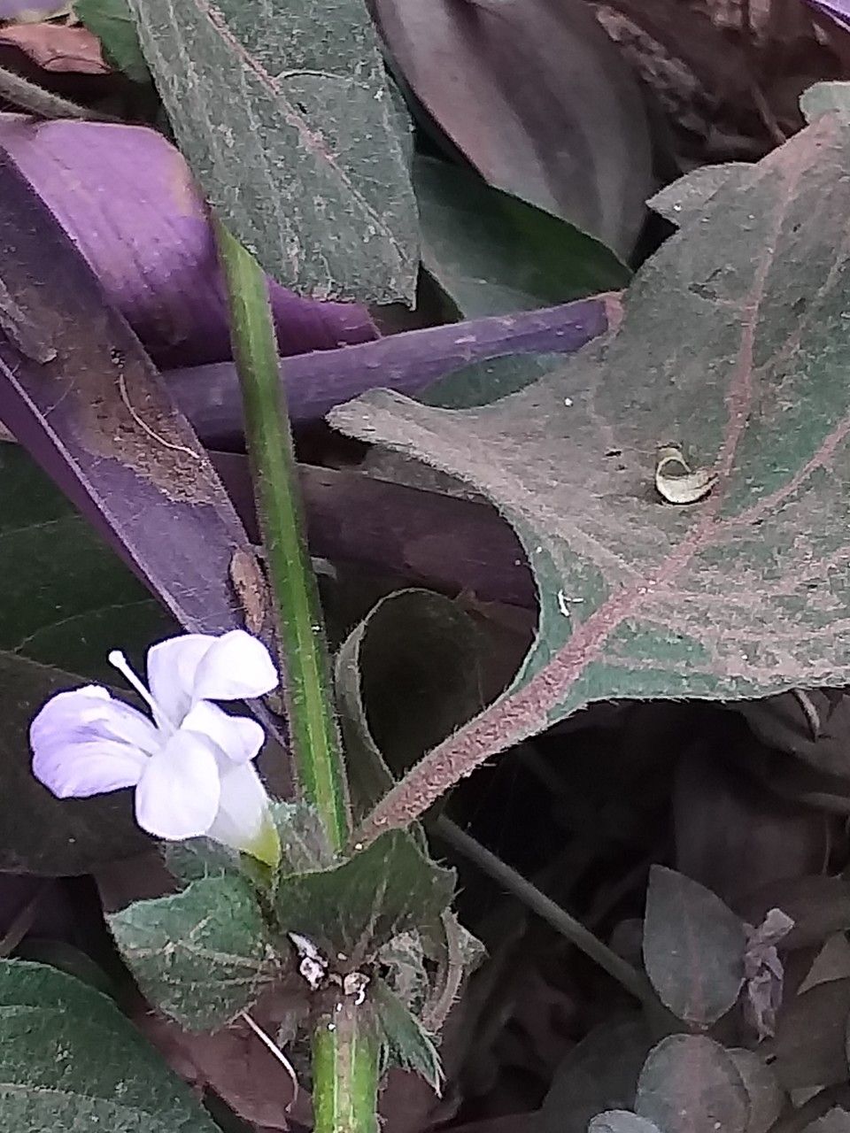Barleria ventricosa bark