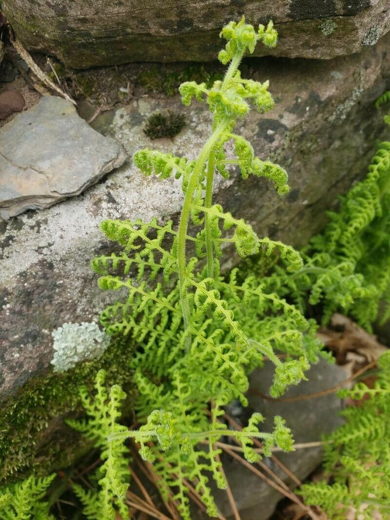 Dennstaedtia punctilobula — search result for 'Woodlands of eastern North America'