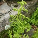 Dennstaedtia punctilobula