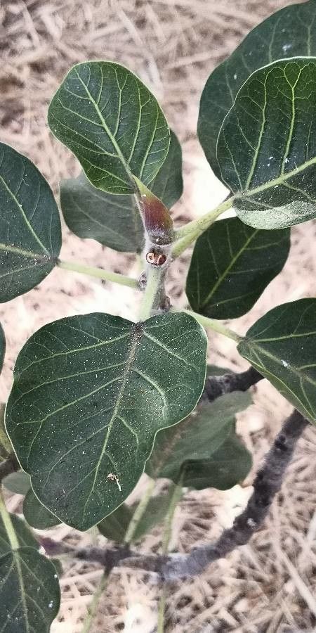 Ficus petiolaris — search result for 'Ficus'