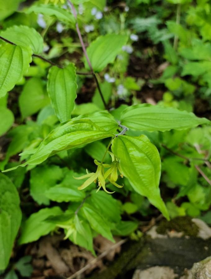 Prosartes lanuginosa flower