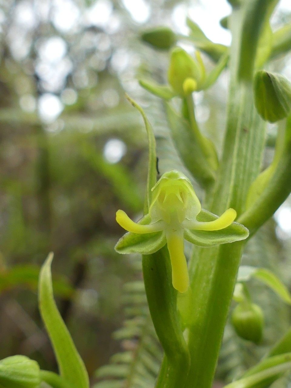 Habenaria praealta flower
