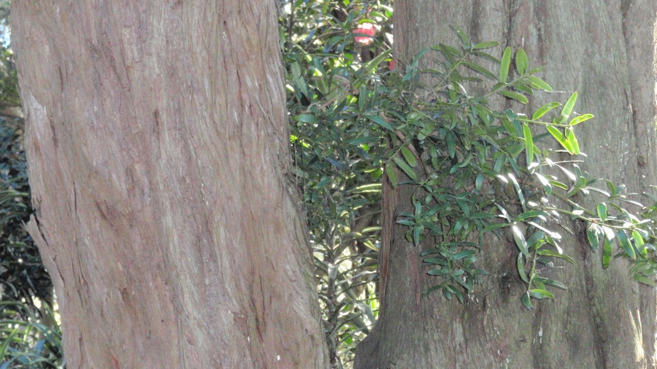 Podocarpus elatus bark