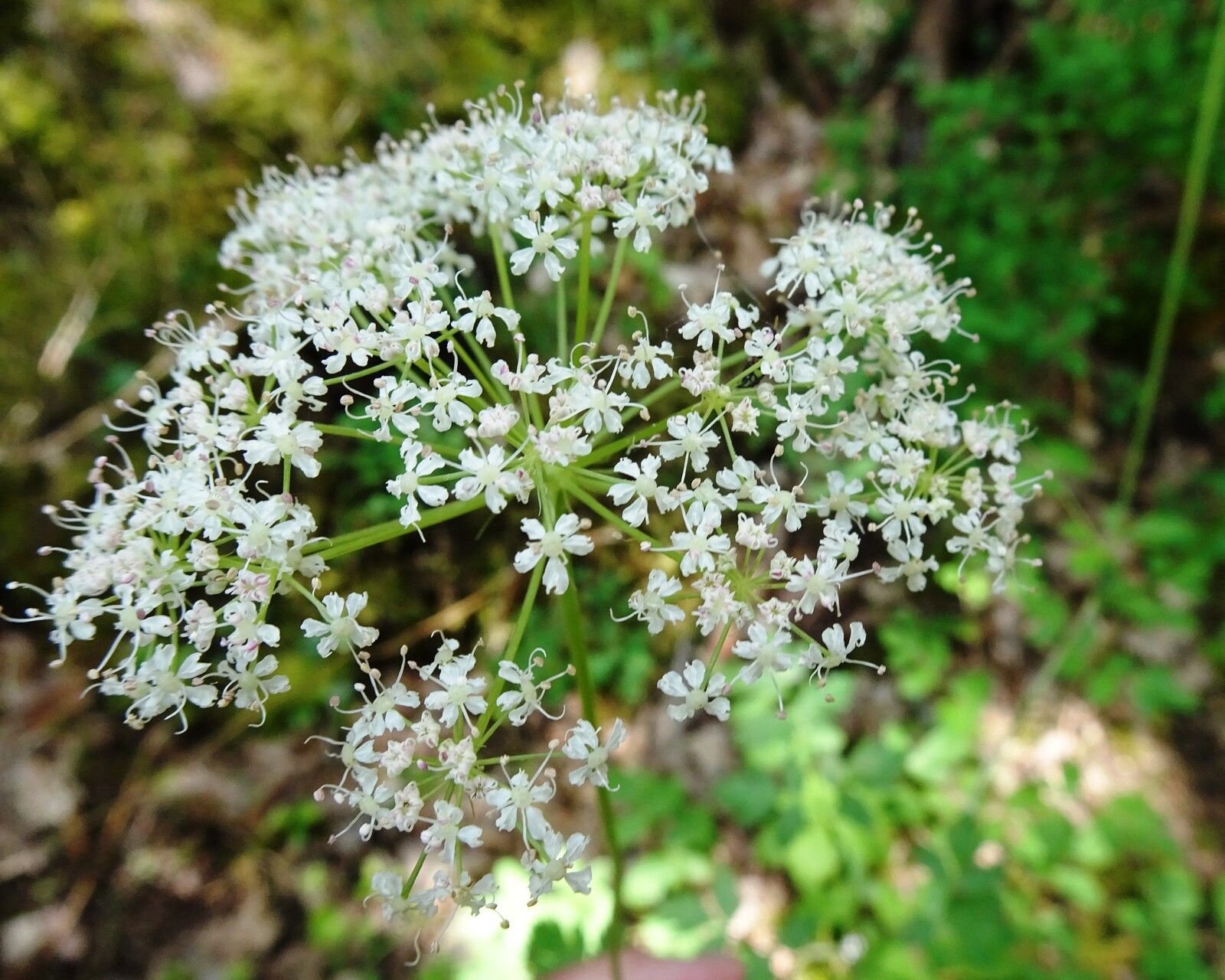 Thapsia nestleri flower