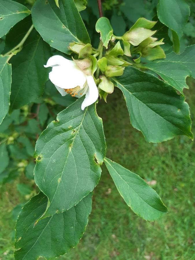 Stewartia sinensis — search result for 'Theaceae'