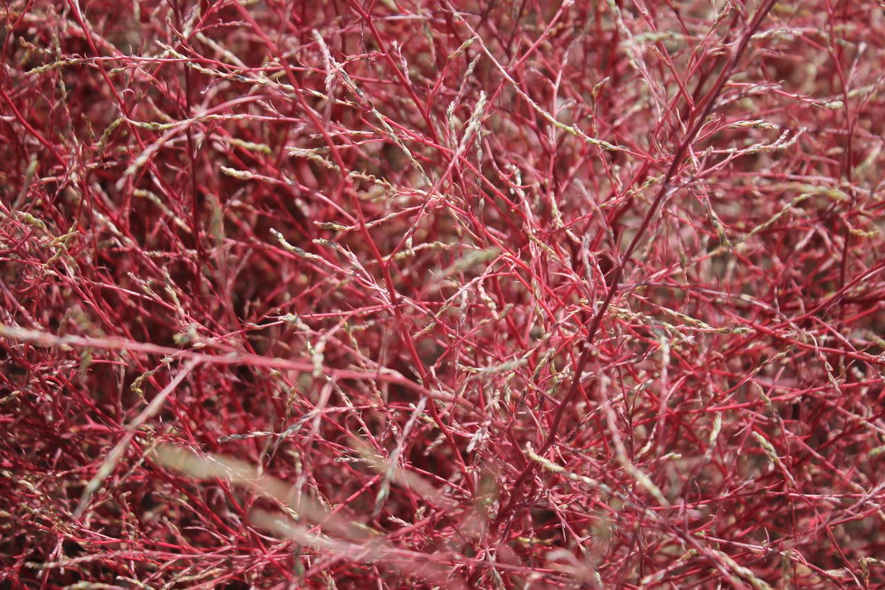 Corispermum gmelini — related species from the same genus