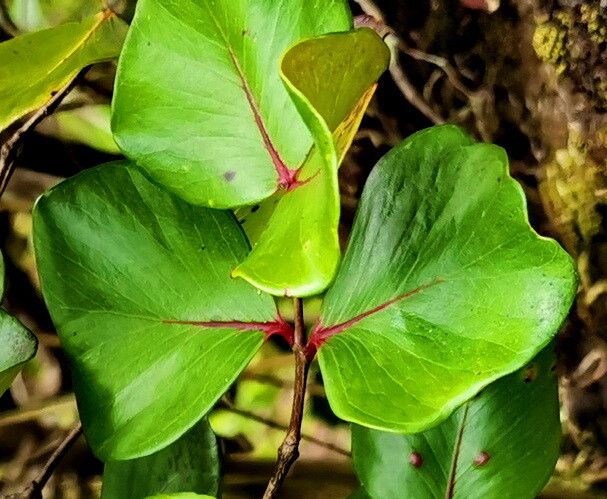 Eugenia cerasiflora — houseplant care guide
