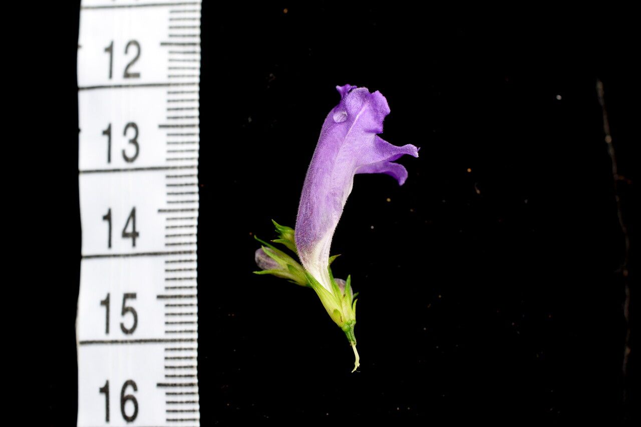 Strobilanthes thomsonii other