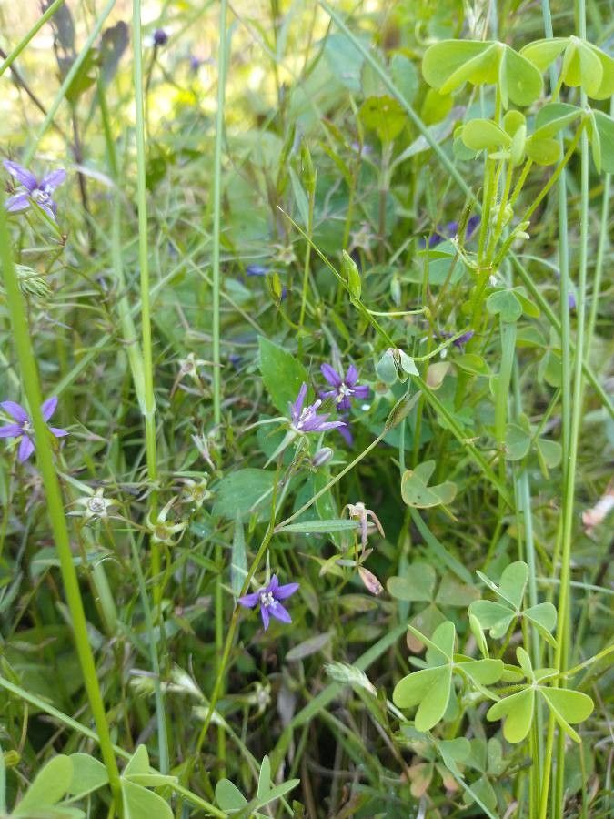 Campanula floridana — houseplant care guide