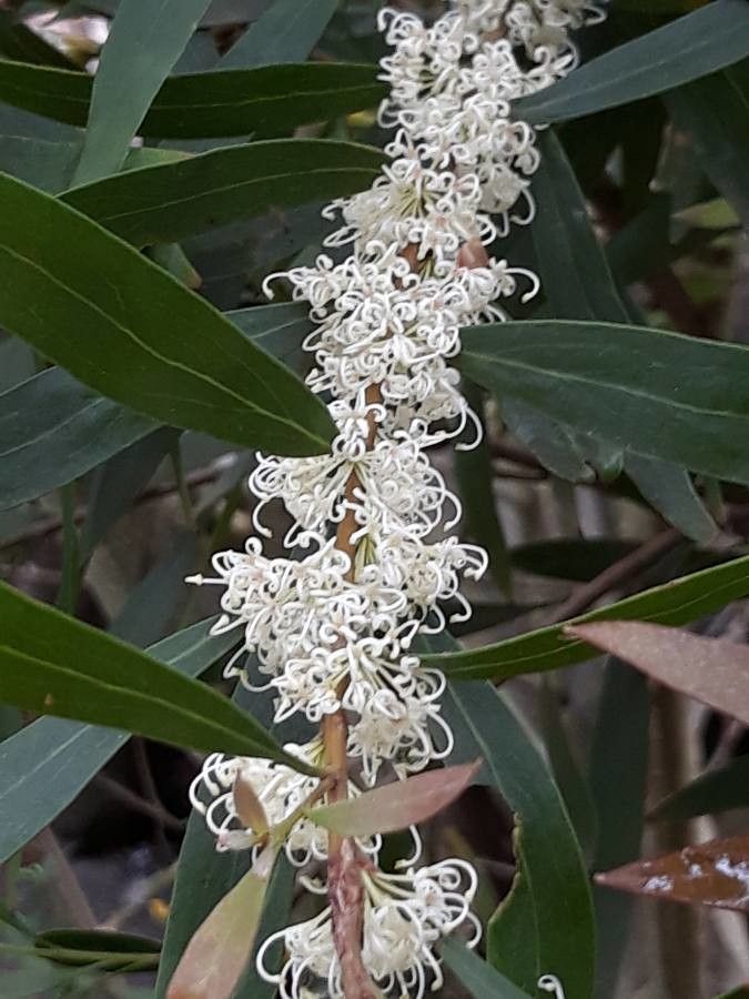 Hakea salicifolia flower